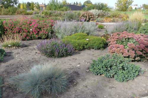 Various plants from the 干旱的种植 area at the NDSU Horticulture 研究 & 示范花园